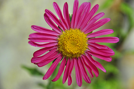 pink daisy, bloom, flower, blossom, plant, floral, petals