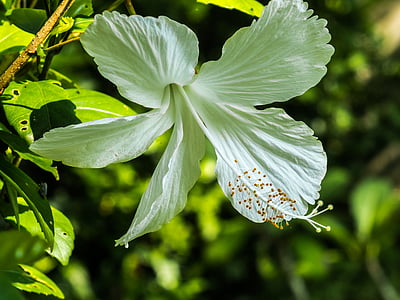 Ιβίσκος, λουλούδι, άνθος, άνθιση, λευκό