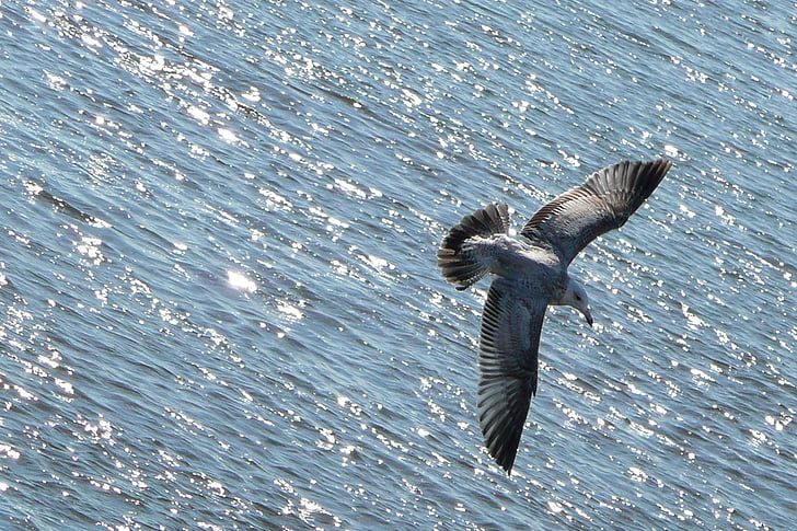 flying, seagull, bird, animal, water, ocean, sea