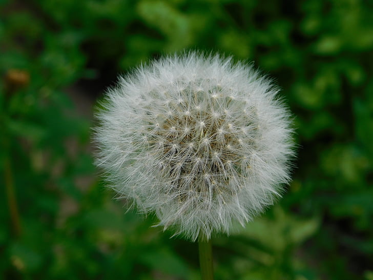 花, 夏季, 自然