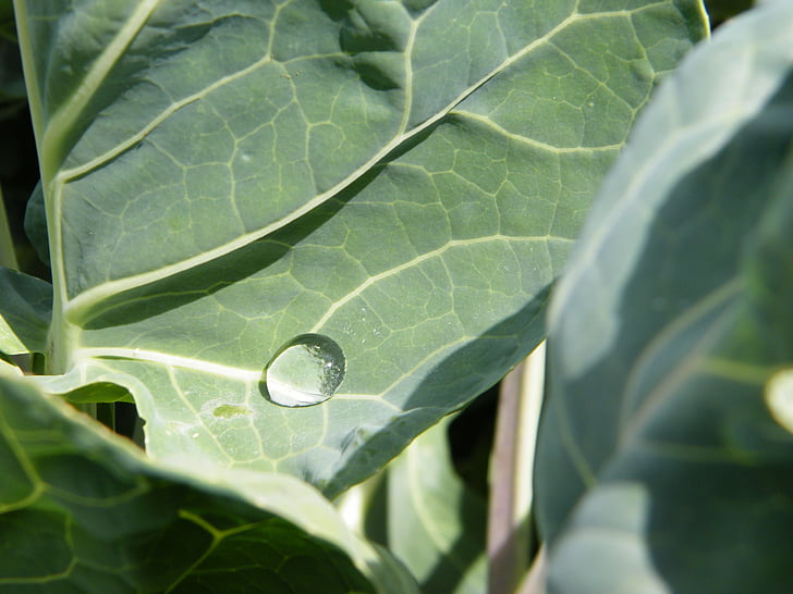 raindrop, cabbage leaf, drip