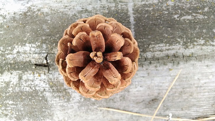 conifer cone, cone, pine, coniferous, brown, wood, weathered