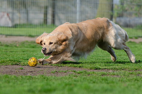 golden retriever, ball, ball junkie, ball hunting, running dog, apport, summer