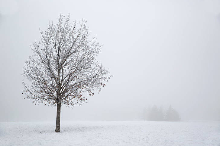 bare, tree, painting, snow, winter, foggy, cold temperature