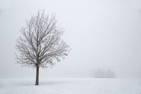 kale, boom, schilderij, sneeuw, winter, mistig, koude temperatuur