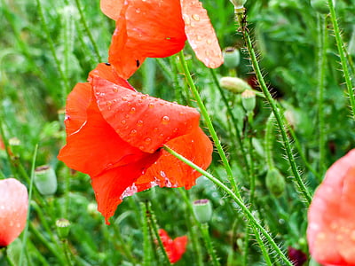 papavero, fiore, goccia di pioggia, campo, natura, pianta, fiore del prato