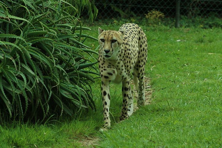 cheetah, green, grass, wildlife, animal, nature