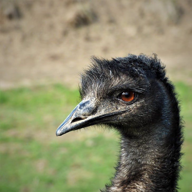 EMU, silmä, Bill, lintu, luontokuvaukseen, pää, Sulje