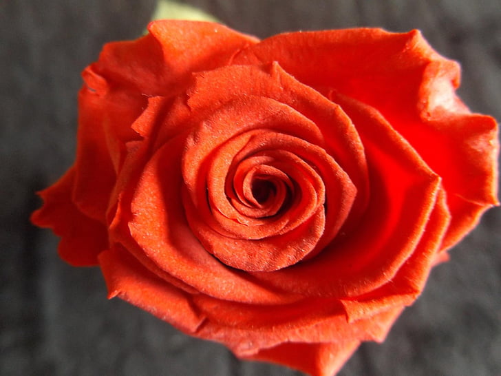 red rose, pink, flower, red, petals, nature, macro