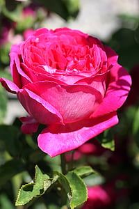 color de rosa, flor, flor, floración, naturaleza, planta, jardín