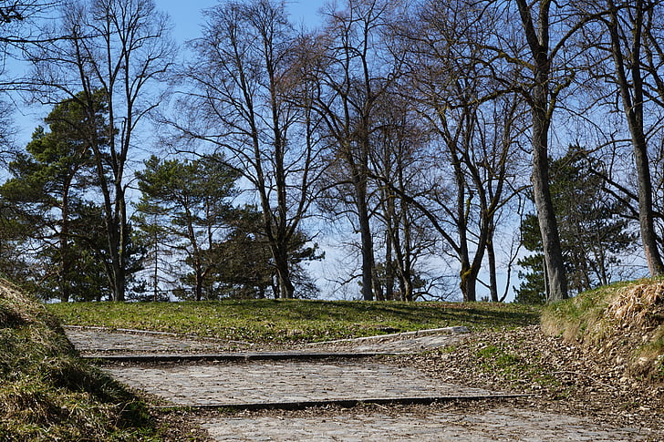 公园, 走了, 树木, 珩磨山, 图特林根, 德国