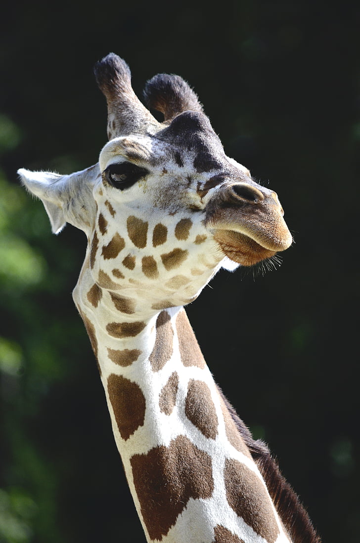 giraffe, neck, long jibe, spotted, savannah, head, large