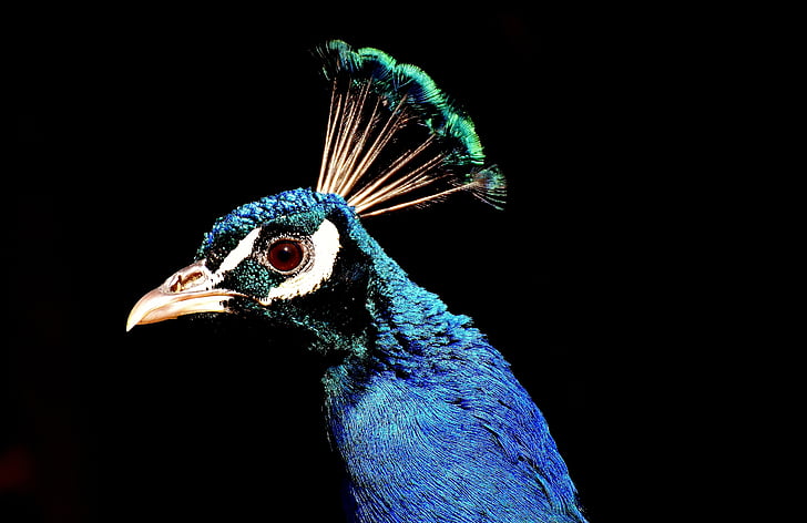 Peacock, trots, vogel, dier, veer, natuur, verenkleed