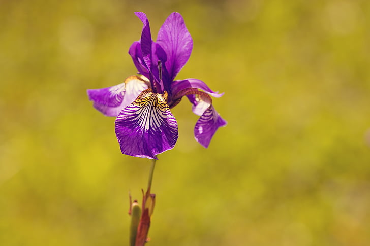 Iris, thực vật, Hoa, màu tím, màu tím, Hoa tím, Blossom