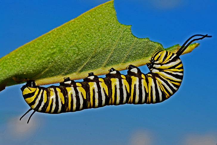 Caterpillar, colorat, pline de culoare, pe senile, frunza verde, insectă, macro