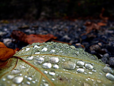 gota, chuva, folha, natureza, imagens, linda