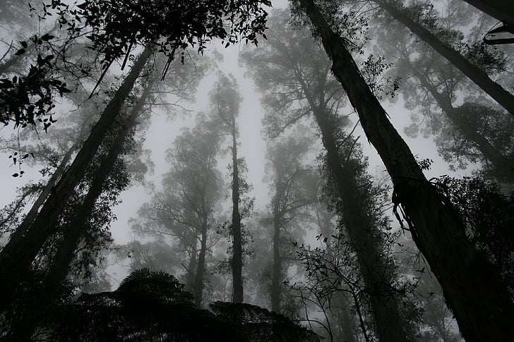 escala de grises, Foto, bosque, árboles, naturaleza, árbol, forestales