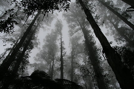 tons de cinza, foto, floresta, árvores, natureza, árvore, florestamento