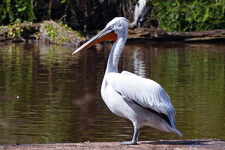 bird, pelican, animal, nature, wildlife, wild, ornithology