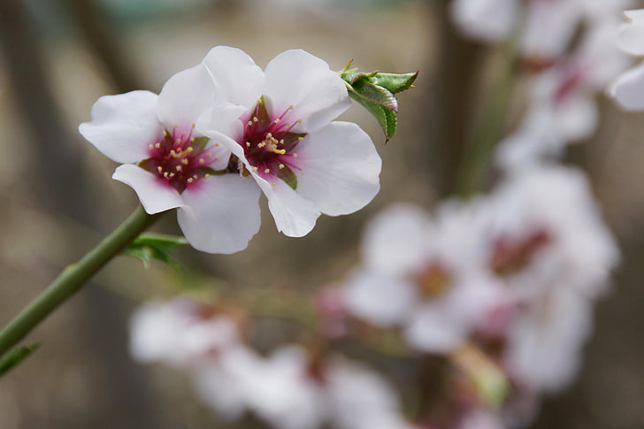 Blossoming almond, våren, Almond, naturen, träd, säsong, Springtime