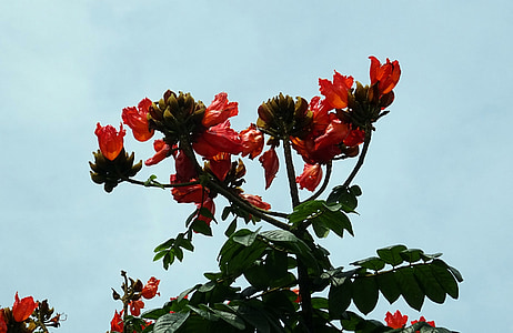 bunga, Spathodea, tanaman, pohon, Bignoniaceae, Spathodea campanulata, pohon tulip Afrika