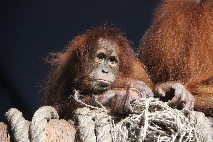 mico, animals, Orangutan de, pèl-roja, tristesa, no hi ha persones, animals en estat salvatge