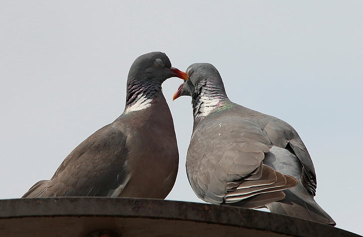 pigeons, tourterelles et pigeons, oiseaux de Pigeon, Columbiformes, Tourterelle, paire de Pigeon, murmure des mots doux