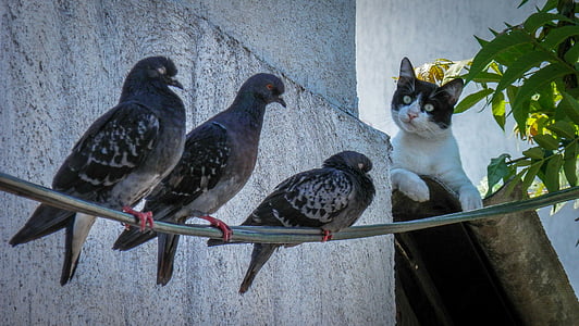 cat, animal, domestic, hunt, roofs, birds, doves