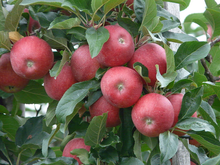 яблуко, стиглі, червоний, Яблуневий сад, Яблуня, фрукти, жнива