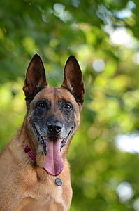Malinois, perro belga del pastor, Retrato, atención, amistoso, hombre