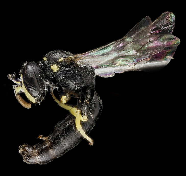 lebah, serangga, makro, menutup, seperti tawon, hylaeus georgicus, satwa liar