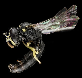 Bite, kukainis, makro, aizvērties, lapsene līdzīgie, hylaeus georgicus, savvaļas dzīvnieki
