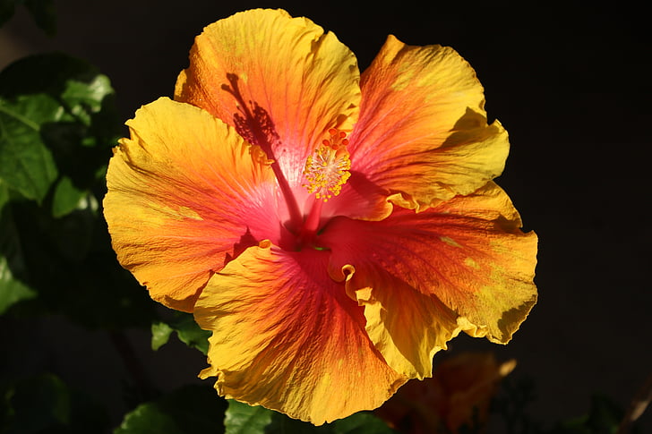 květ, Příroda, Jarní květina, Bloom