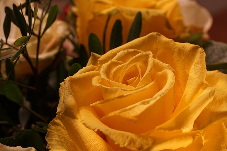 τριαντάφυλλο, λουλούδι, άνθος, άνθιση, φύση, Κίτρινο, ροζ τριαντάφυλλο