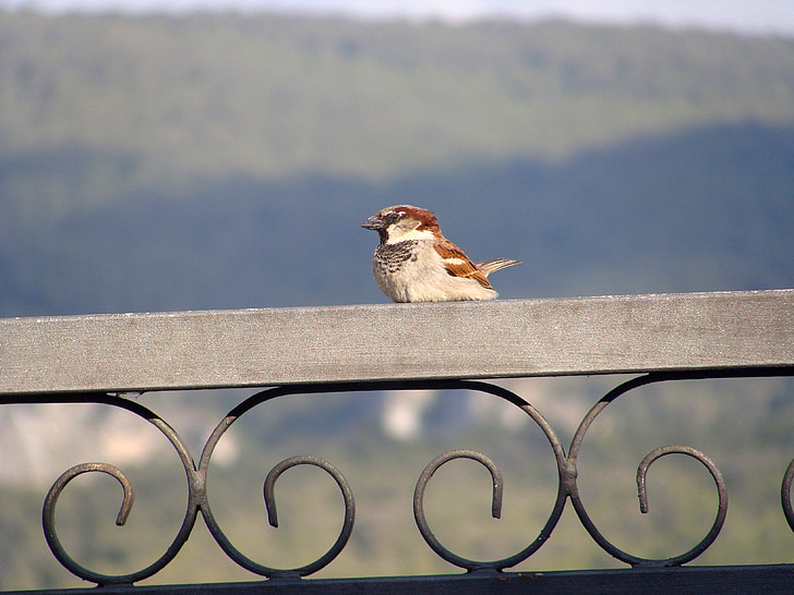 sparrow, bird