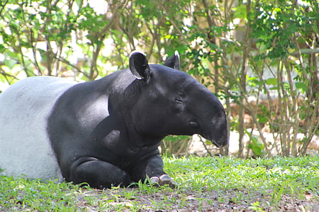 tapīrs, dzīvnieku, Tapirus, zīdītāju, deguns, South american tapir, zooloģiskais dārzs