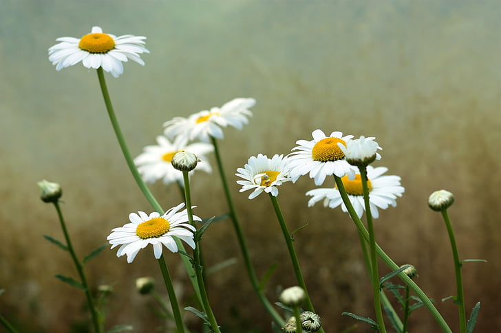 Дейзи, цвете, бяло, растителна