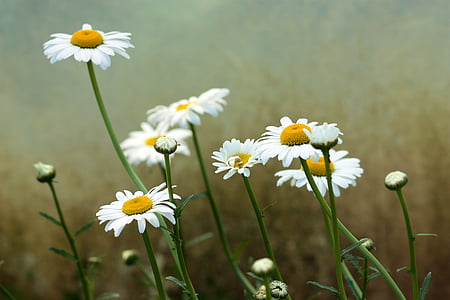 Daisy, virág, fehér, növény