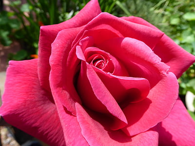 ruža, cvijet, Crveni, ljubav, romansa, Valentinovo, romantična