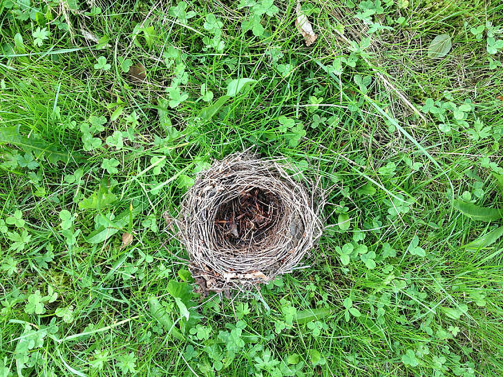 bird's nest, grass, green, nest