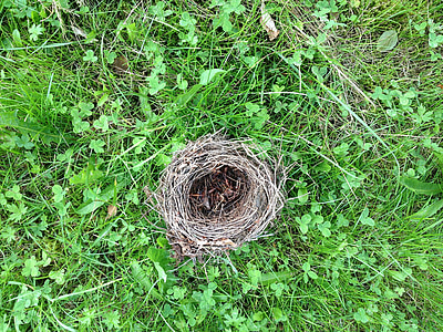 Vogelnest, gras, groen, nest