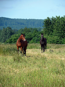 horses, paddock, coupling, pasture, mane, graze, horse head