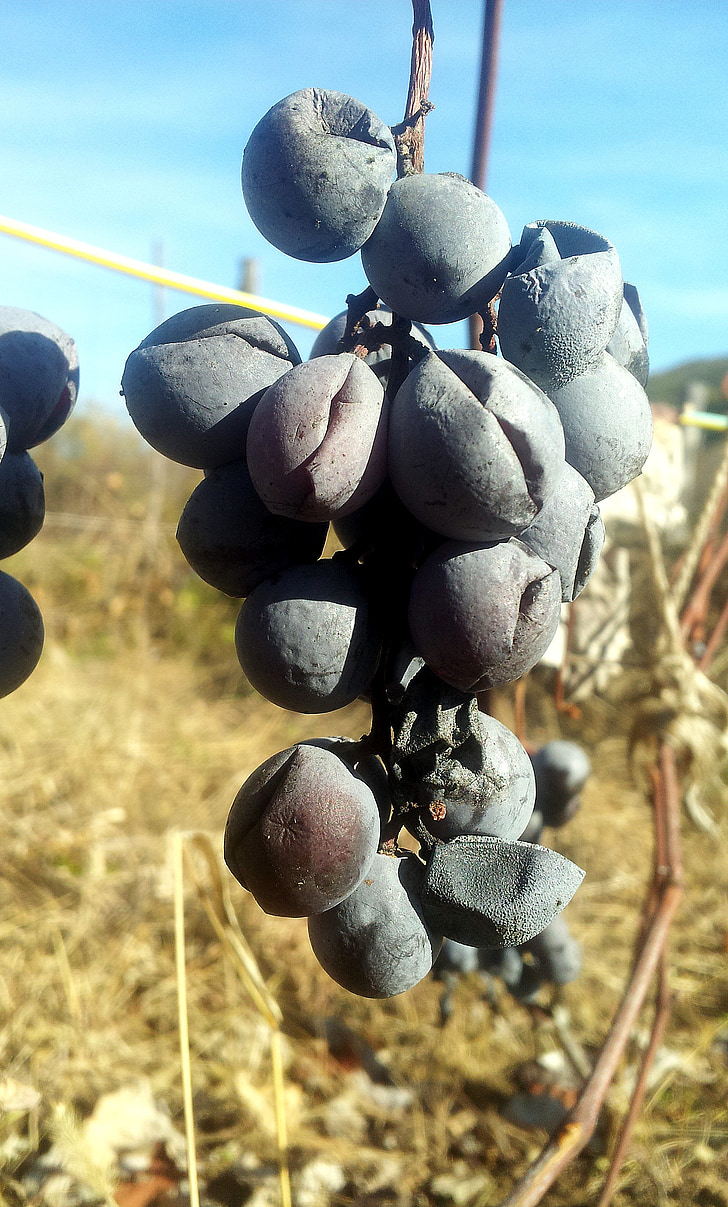 gedroogd, zwart, druiven, wijnstok, herfst, plant, Vitis vinifera