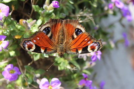 Peacock vlinder, vlinder, verspreiding, vleugel, bloem, sluiten, lente