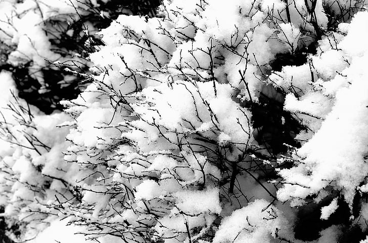 Bush, salju, latar belakang, hitam, putih, musim dingin, embun beku