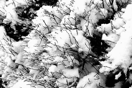 Bush, neve, plano de fundo, preto, Branco, Inverno, geada