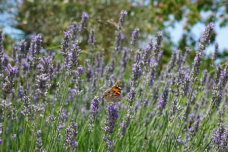 lavender, butterfly, plant, nature, flower, purple, summer
