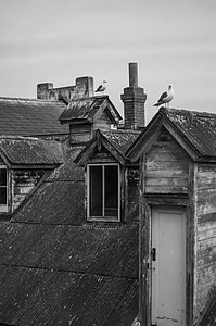 mái nhà, trên sân thượng, con chim, chim bồ câu, chim mòng biển, cửa sổ, xây dựng