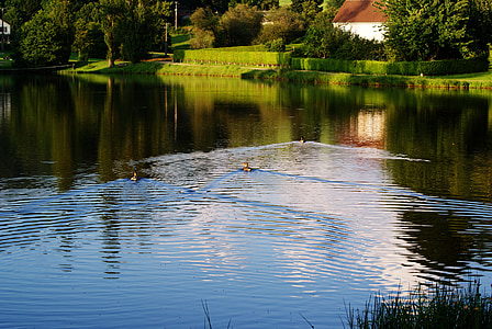 søen, Duck, vand, natur, refleksion, dyr, farver
