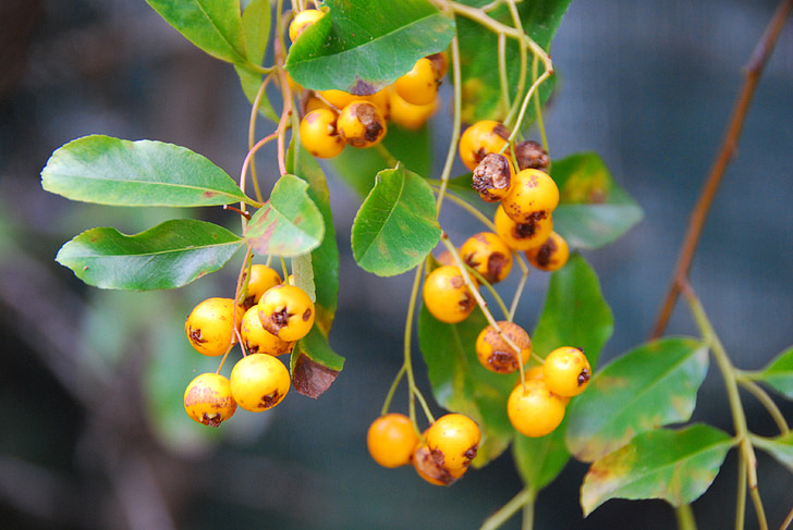 yellow berries, leaves, hedge, garden, nature, shade, plant